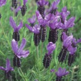 Фрагрант Баттерфляй